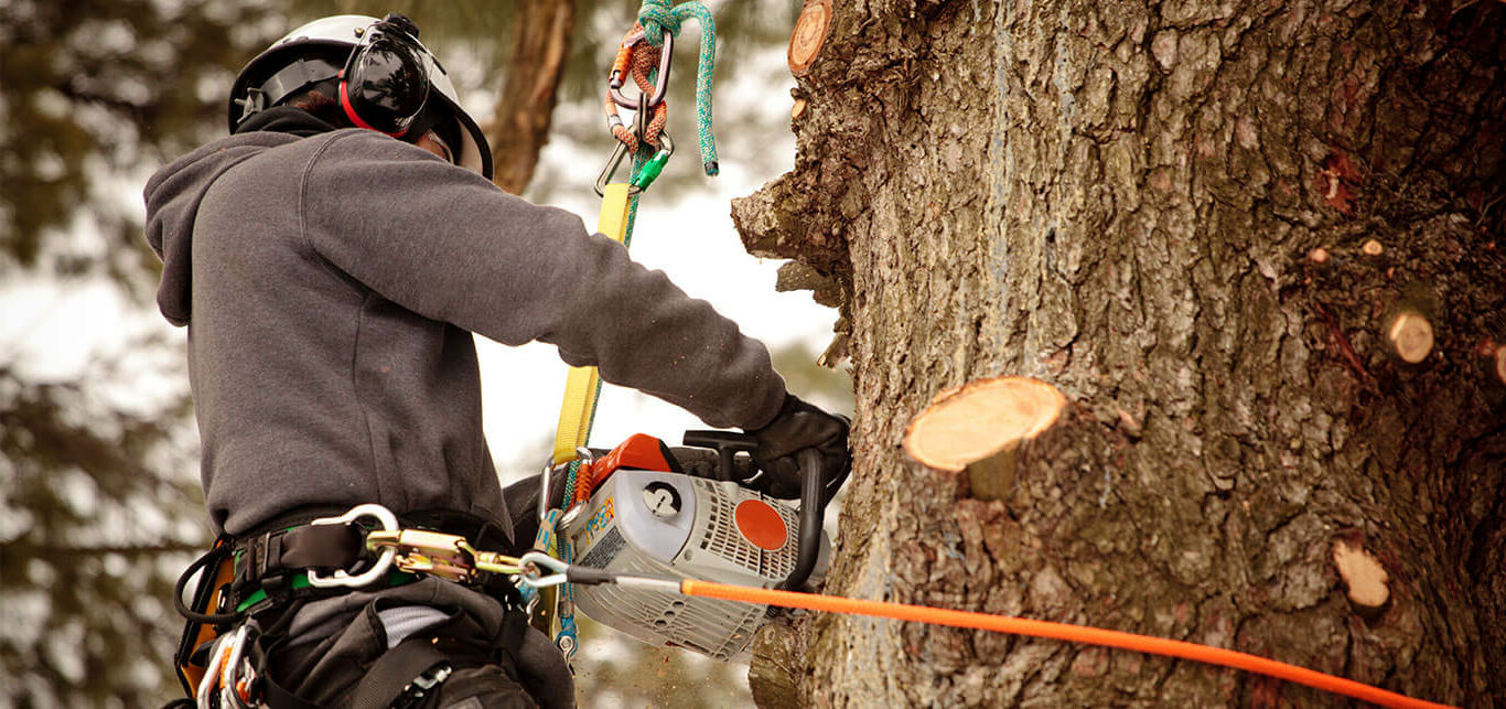 arboriculture-training-SMCC-Maine