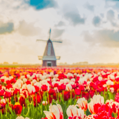 windmill farm netherlands tulips 400x400